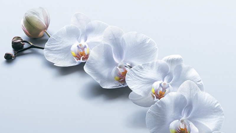 Rowenta Orchidée